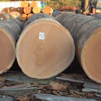 Large picture Tropical lumber from Africa for the best price