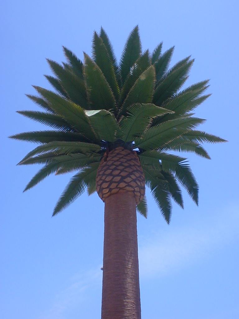 United States Palm Tree
