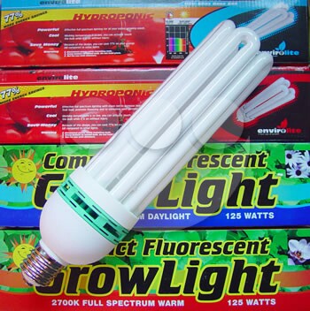 Hong Kong Compact Fluorescent Lamp