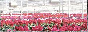 agricultural plant grow bulb