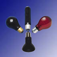 China (Mainland) Nightlight Reptile Bulbs