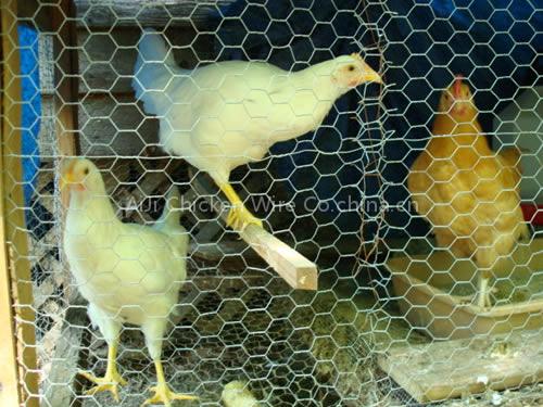 Chicken Layer Cage