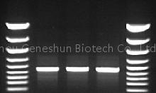 PCR Master Mix