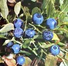 Bilberry Extract