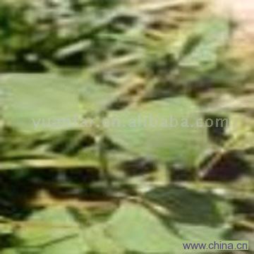 Resveratrol