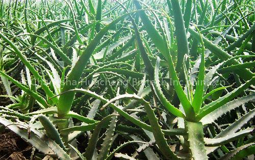 Aloe Vera Products
