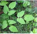 Epimedium Brevicomum P.E.