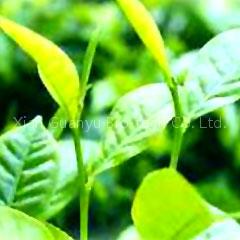 Supply: Herbal Extract