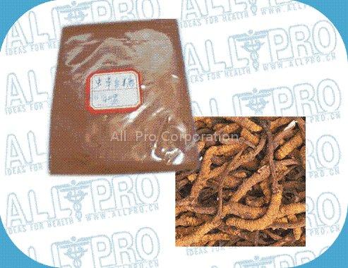 Cordyceps Sinensis