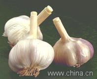 Garlic P.E.