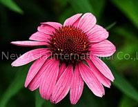 Echinacea Purpurea Extract/Cichoric Acid