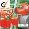 Lycopene