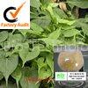 Night cross vine extract
