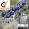 Bilberry Extract