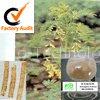 Astragalus Extract