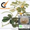 Cassia seed extract