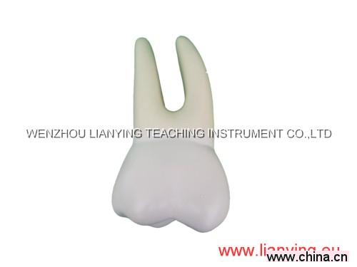 Human Tooth Set