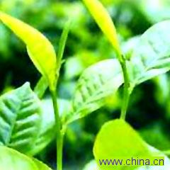 Supply:Herbal Extract