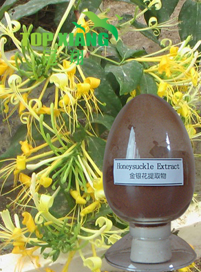 Honeysuckle P.E.