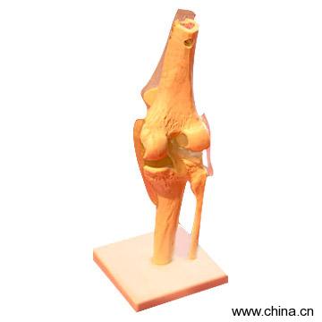 Knee Joint Model
