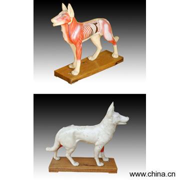 Dog Acupuncture Model