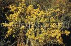 Limonium aureum extract(Jesslie at snowlotusbiotech dot com)