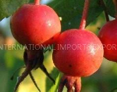 rose hip powder