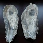 Oyster Shell Powder