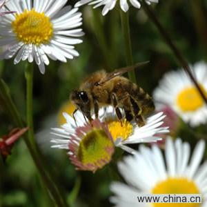 Propolis Extract Powder