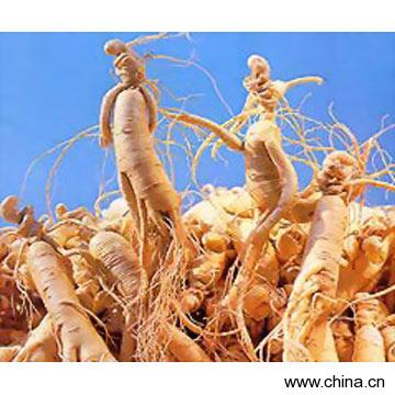 American Ginseng Extract