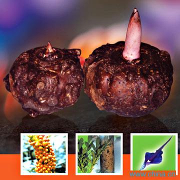 Konjac Gum