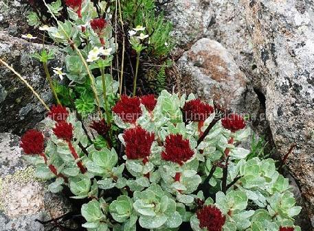Rhodiola Rosea Extract