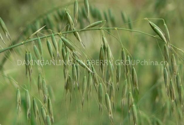 Oat Straw Extract 10:1