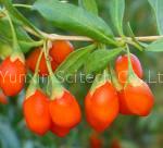 Goji extract (polysaccharide 50%)