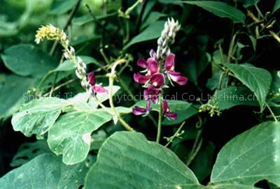 Pueraria P.E.