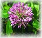 Red clover plant extract