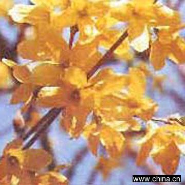 St. John's Wort Extract