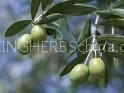 Olive Leaf Extract