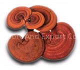 Ganoderma lucidum,Lingzhi, Reishi Mushroom