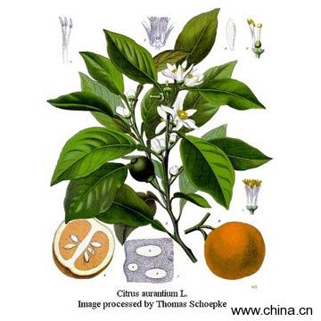 Bitter Apricot Kernel (95%, 98%)