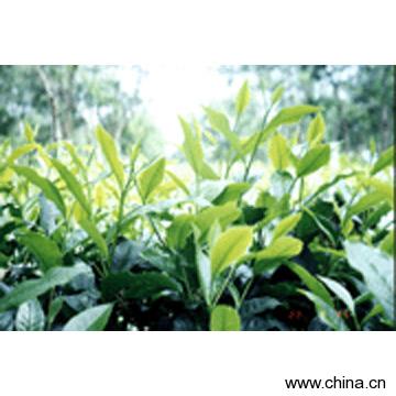 Herb Extract