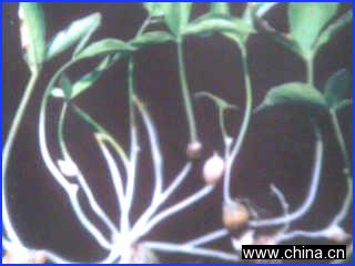 Chinese Traditional Medicine