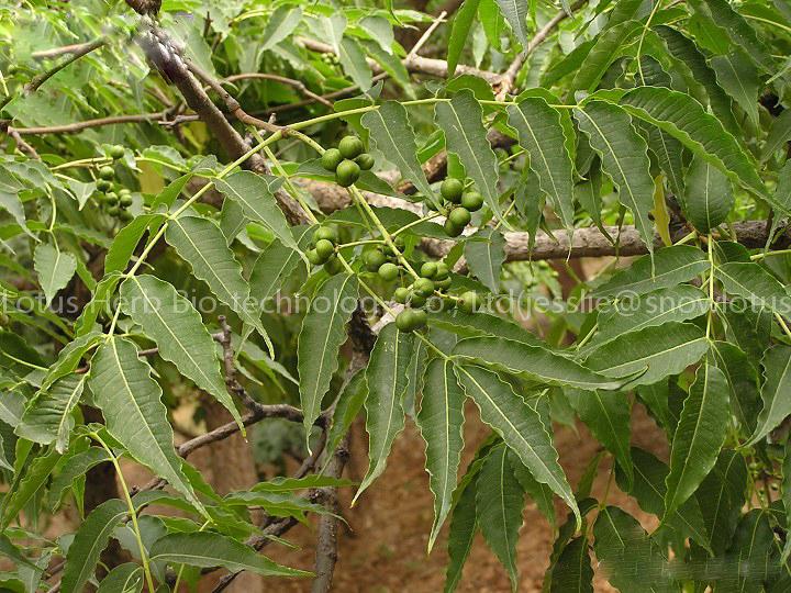 Phellodendron amurense Extract(Jesslie at snowlotusbiotech dot com)