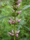 Leonurus japonicus extract(Jesslie at snowlotusbiotech dot com)
