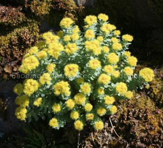 Rhodiola Rosea P. E./Salidroside: 1% ~10%