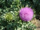 Milk thistle P.E