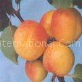 Apricot Puree