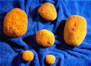 Philippines Silk Natural Sponge