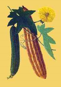 China (Mainland) Natural Loofah