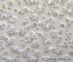 Glass Beads for Road Marking
